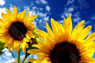 sunflowers