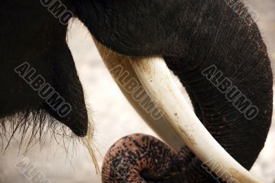 Tusks of the elephant