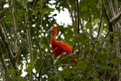 Scarlet Ibis Scarlet Ibis