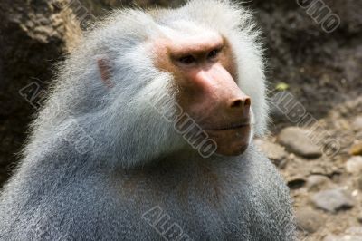 Baboons Baboons
