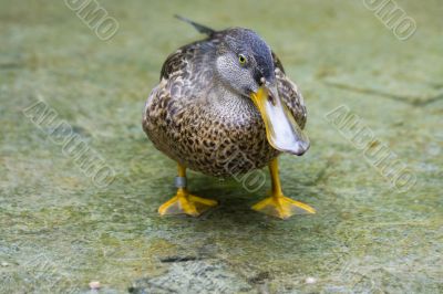 Northern shoveler (Anas clypeata)