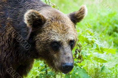 Brown Bear