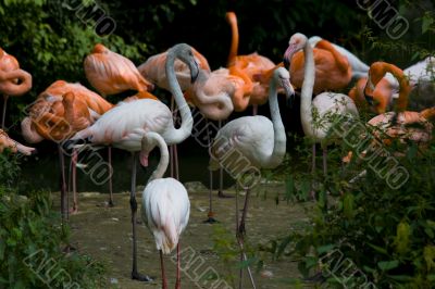 Flamingos in a zoo Flamingos in a zoo