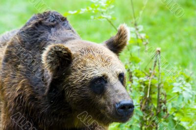 Brown Bear