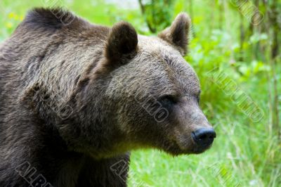 Brown Bear