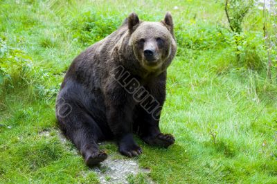 Brown Bear