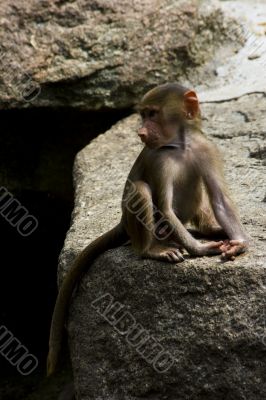 Baboons