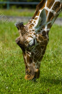 Giraffe