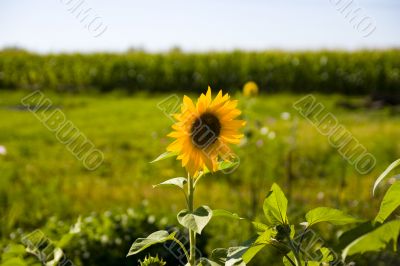 Sunflowers on a green field Sunflowers on a green field