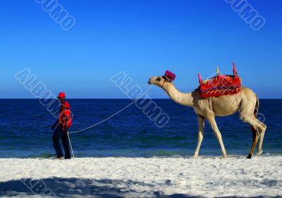 A Camel On The Beach