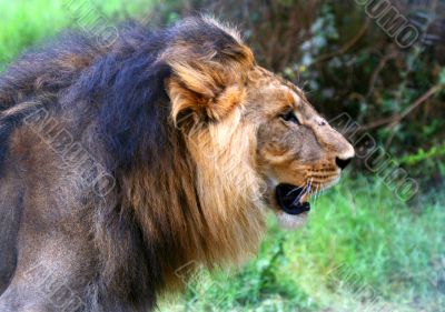 African Lion