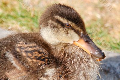 Young Duck