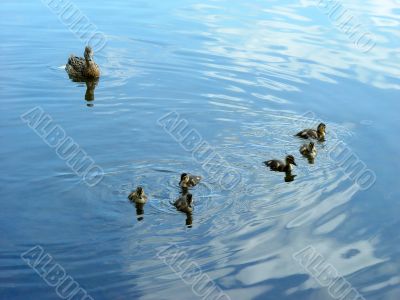 Mother duck with newborn duckling