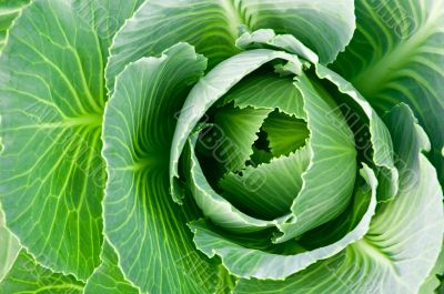 Cabbage head Cabbage head