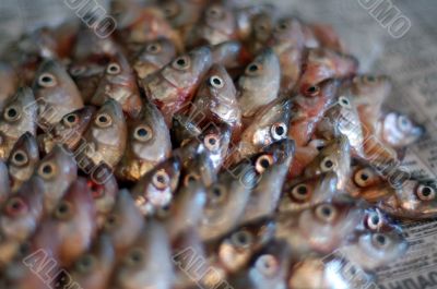 fish heads on paper