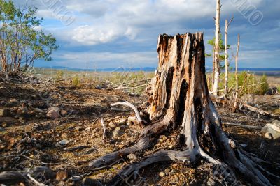 Picturesque stump