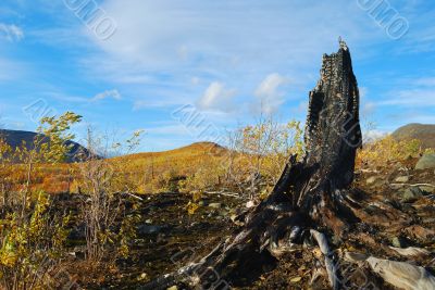 Tree stump burnt