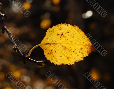 Autumn sheet of the birch