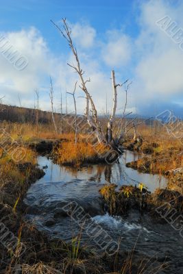 Creek with boggy coast