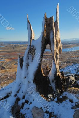 The Stump. The First snow.