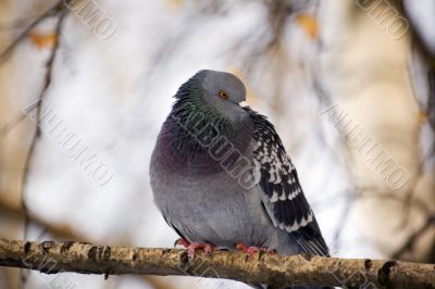 Pigeon on a branch