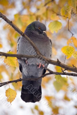 Pigeon on a branch