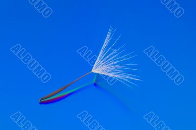 A Dandelion Seed on a Reflective Blue Background
