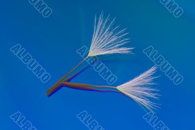 Two Dandelion Seeds on a Reflective Blue Background