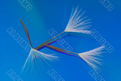 Three Dandelion Seeds on a Reflective Blue Background