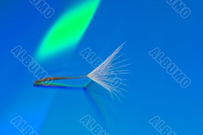A Dandelion Seed on a Reflective Blue Background