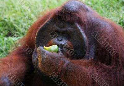Orangutan