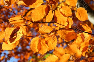 bright vivid fall leaves