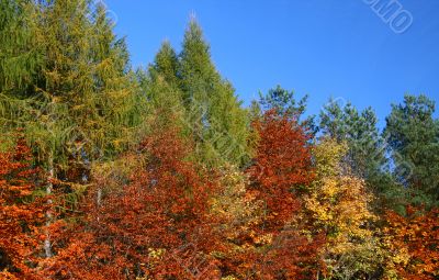 colors of fall