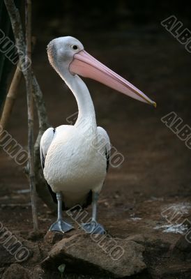 Pelican