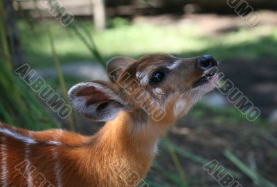 Young fawn