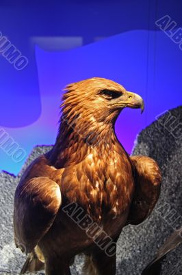 Eagle profile
