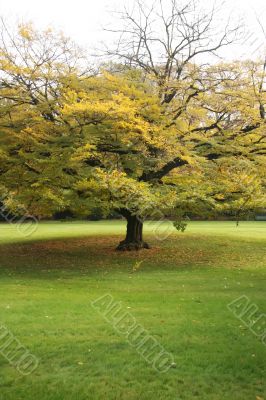 Autumn tree