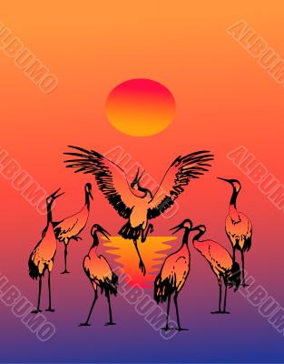 Dancing fine storks