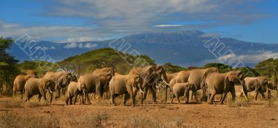 Kilimanjaro Elephant Herd