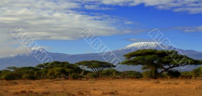 Kilimanjaro