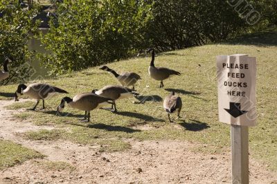 Feed Ducks Here