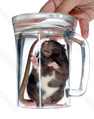 rat under glass