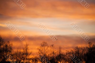 Silhouettes of the sunset