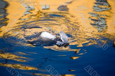 Ripples in the Petersburg water