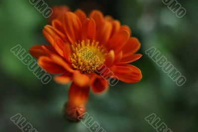 Orange flower