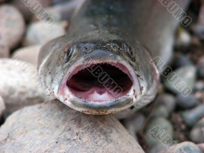 Predatory fish on stones