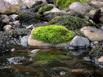 Green moss on a stone