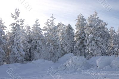 fur-trees and pines covered by a snow