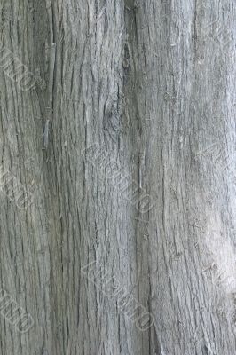texture of old tree texture of old tree