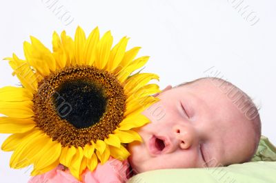 Sunflower baby